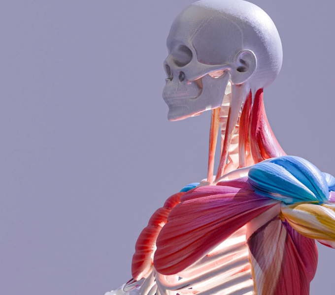 Anatomy Department